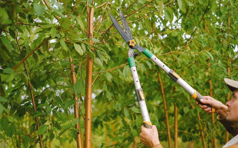 Tree trimming in Fredonia, ND